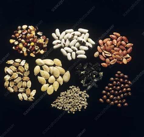 Seed Subscription - Monthly