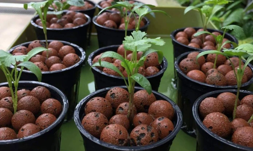 Clay Pebbles for Plants
